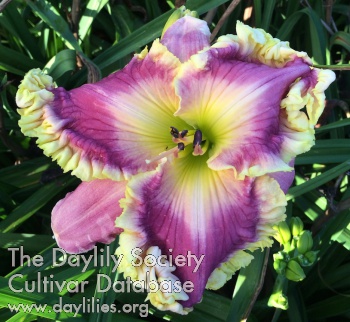 Daylily The Lord Reigns